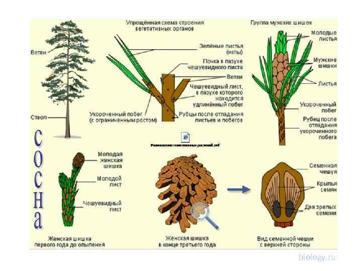 biology. ru 