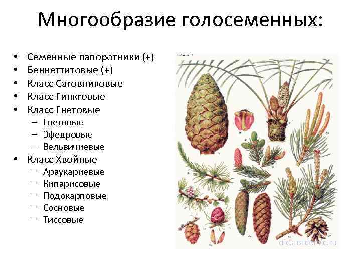 Биология 5 класс презентация голосеменные растения 5 класс