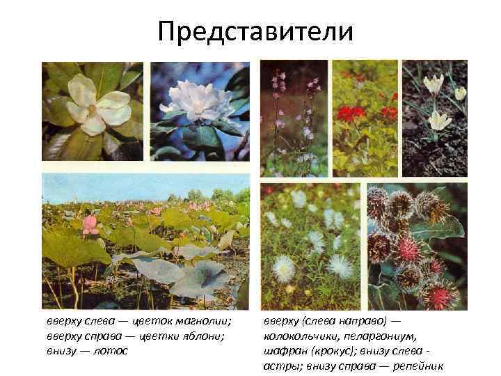 Представители вверху слева — цветок магнолии; вверху справа — цветки яблони; внизу — лотос