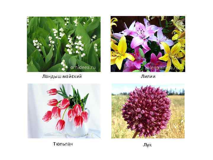 orhideea. ru Ландыш майский zelenplaneta. ru Лилии forum. bigfangroup. org Тюльпан Лук 