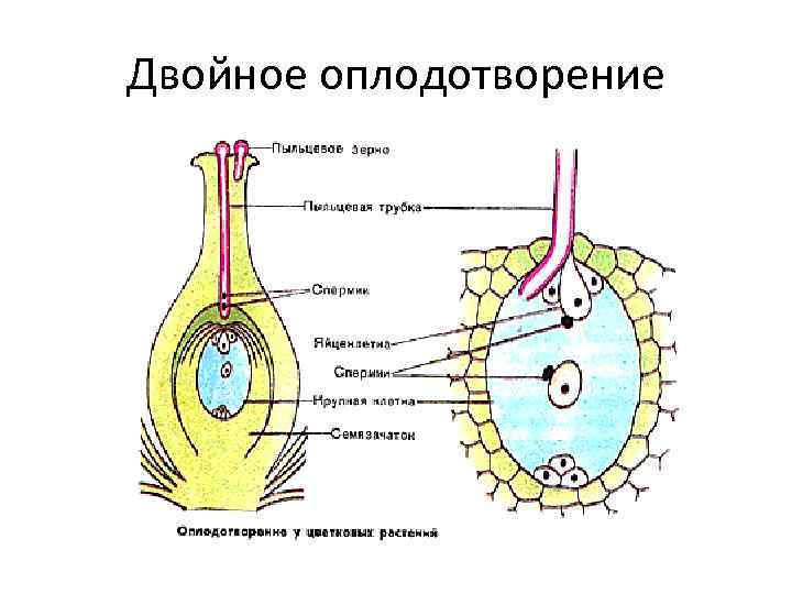 Двойное оплодотворение 