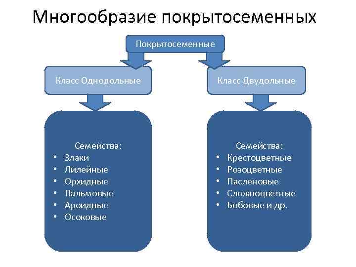 Многообразие покрытосеменных Покрытосеменные Класс Однодольные • • • Семейства: Злаки Лилейные Орхидные Пальмовые Ароидные