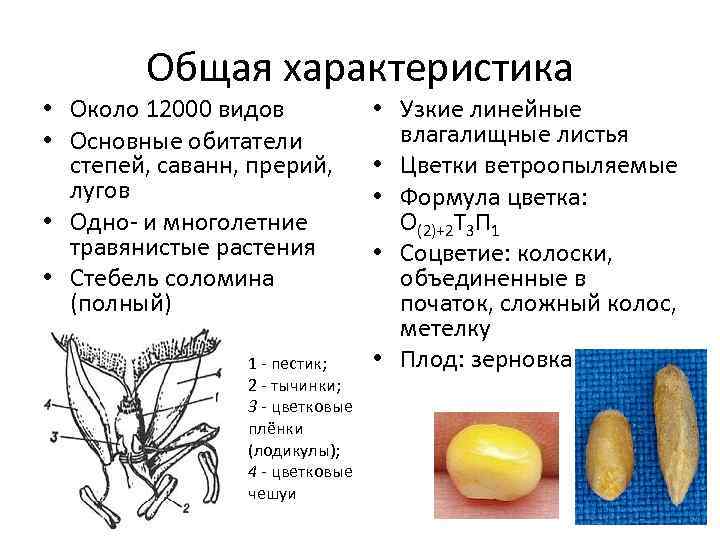 Охарактеризуйте строение. Характеристика однодольных растений. У двудольных один пестик. Цветковые чешуи двудольное. Основные линейные параметры зерновки.