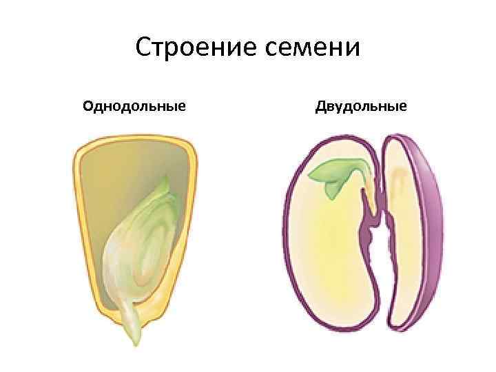 Строение семени Однодольные Двудольные 