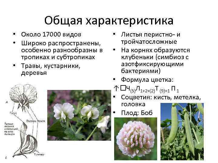 Общая характеристика • Около 17000 видов • Широко распространены, особенно разнообразны в тропиках и