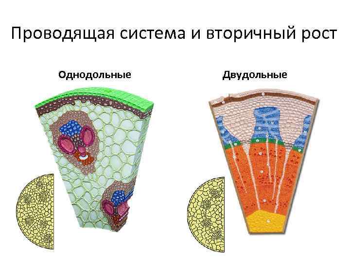 Схема двудольных растений