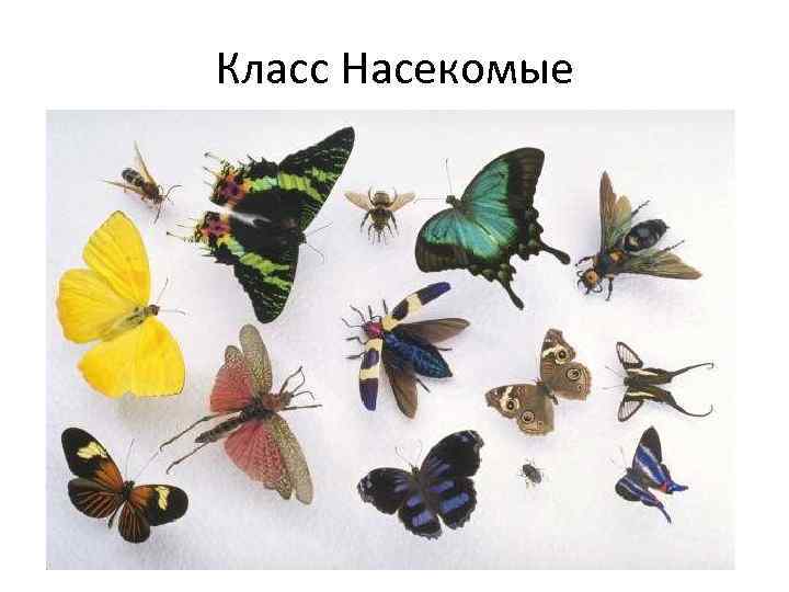 Класс Насекомые 