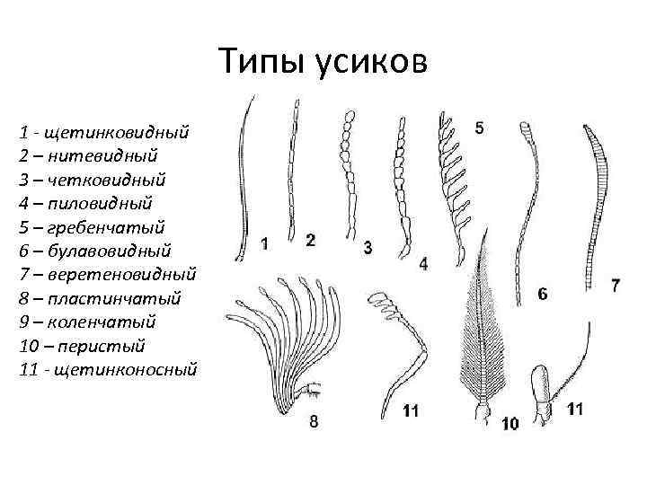 Наличие усиков. Строение усиков у Жуков. Строение усики насекомого. Тип усиков жука. Типы усов у насекомых.