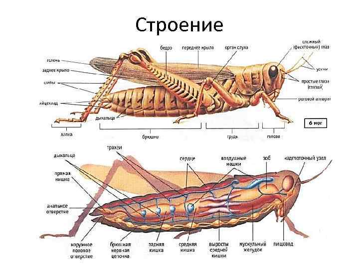 Строение 