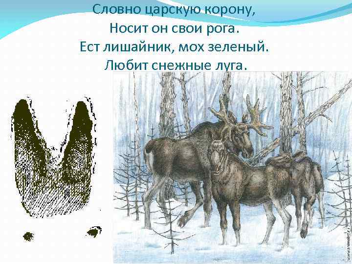 Словно царскую корону, Носит он свои рога. Ест лишайник, мох зеленый. Любит снежные луга.