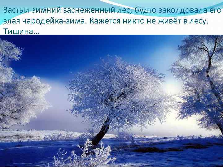 Застыл зимний заснеженный лес, будто заколдовала его злая чародейка-зима. Кажется никто не живёт в