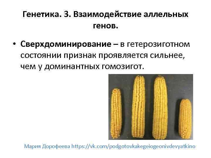 Генетика. 3. Взаимодействие аллельных генов. • Сверхдоминирование – в гетерозиготном состоянии признак проявляется сильнее,