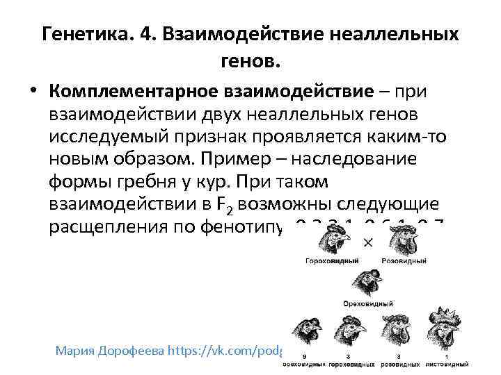 Генетика. 4. Взаимодействие неаллельных генов. • Комплементарное взаимодействие – при взаимодействии двух неаллельных генов