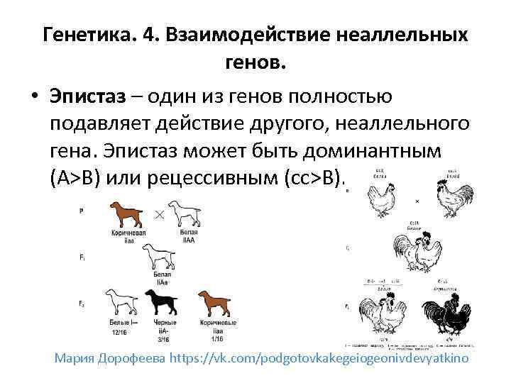 Генетика. 4. Взаимодействие неаллельных генов. • Эпистаз – один из генов полностью подавляет действие