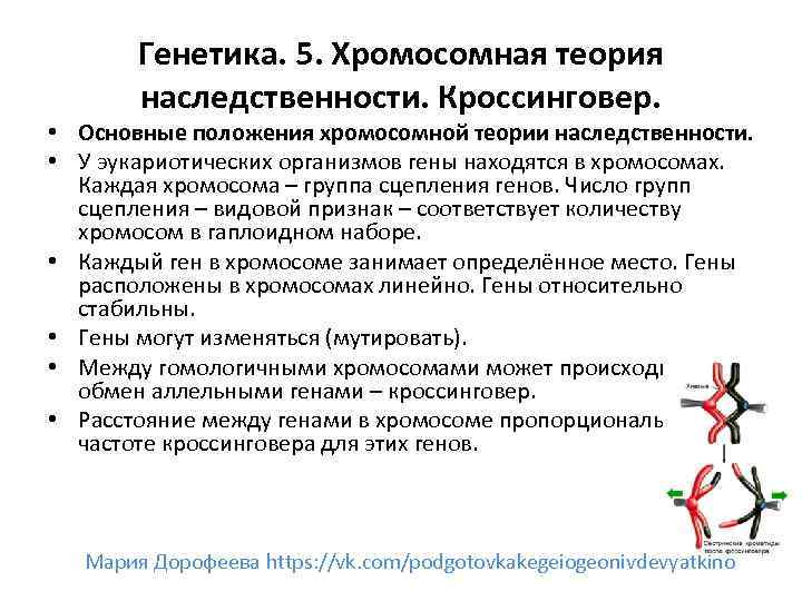 Положения хромосомной теории