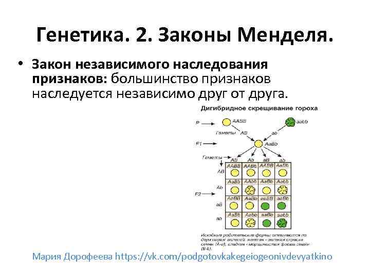 Независимое наследование. Закон независимого наследования таблица. Проявляется закон независимого наследования признаков. Независимое наследование признаков. Закономерности наследования независимых признаков.