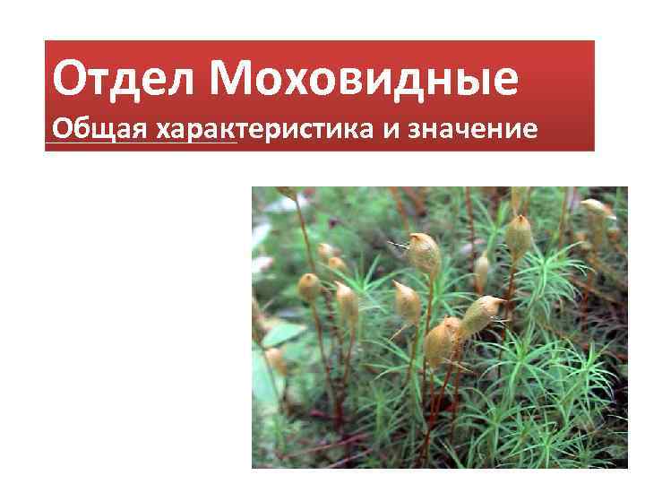 Отдел Моховидные Общая характеристика и значение 
