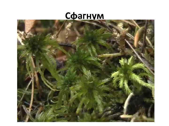 Сфагнум 