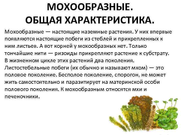 МОХООБРАЗНЫЕ. ОБЩАЯ ХАРАКТЕРИСТИКА. Мохообразные — настоящие наземные растения. У них впервые появляются настоящие побеги