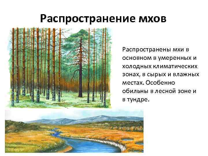 Распространение мхов Распространены мхи в основном в умеренных и холодных климатических зонах, в сырых