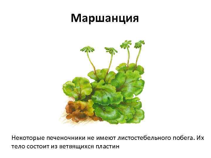 Маршанция Некоторые печеночники не имеют листостебельного побега. Их тело состоит из ветвящихся пластин 