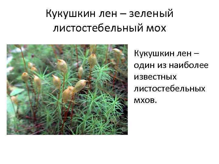 Кукушкин лен – зеленый листостебельный мох Кукушкин лен – один из наиболее известных листостебельных