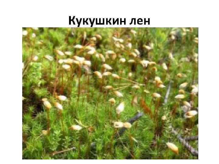 Кукушкин лен 