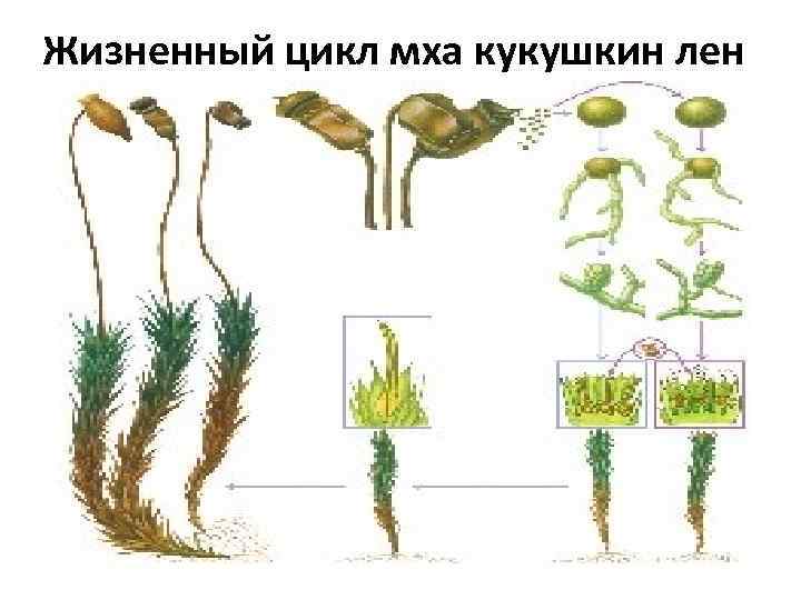 Жизненный цикл мха кукушкин лен схема