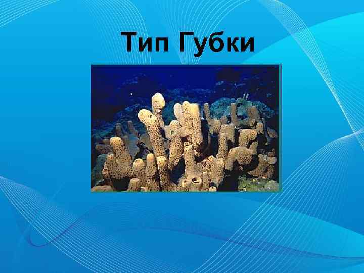 Тип Губки 