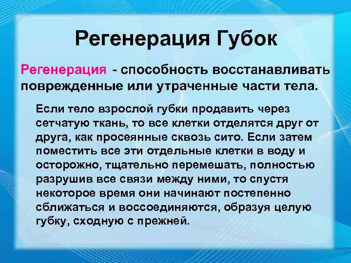 Регенерация Губок Если тело взрослой губки продавить через сетчатую ткань, то все клетки отделятся