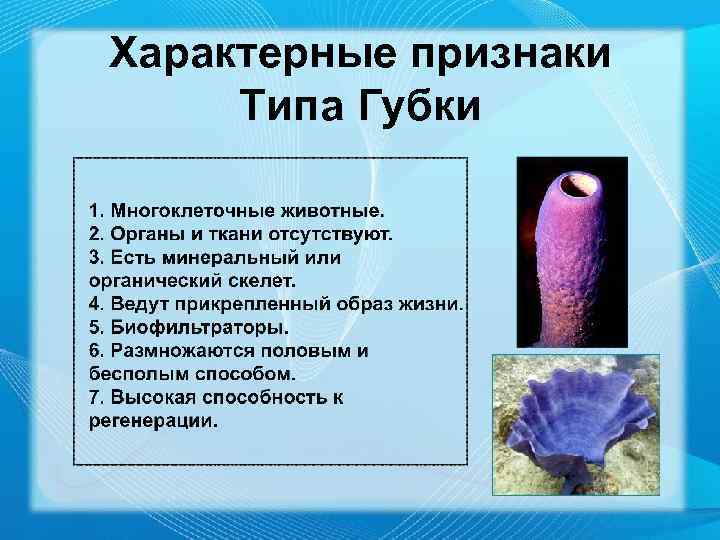 Характерные признаки Типа Губки 