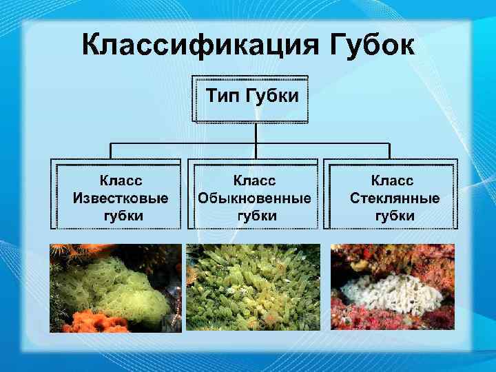 Классификация Губок 