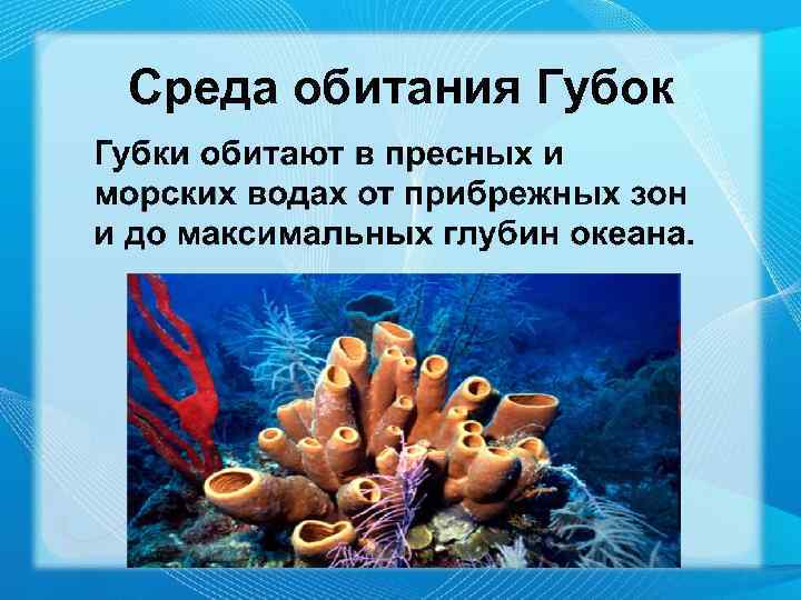 Среда обитания Губок 