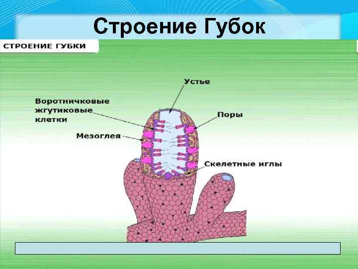 Рисунок тип губки