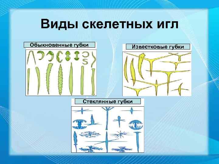 Виды скелетных игл Обыкновенные губки Известковые губки Стеклянные губки 