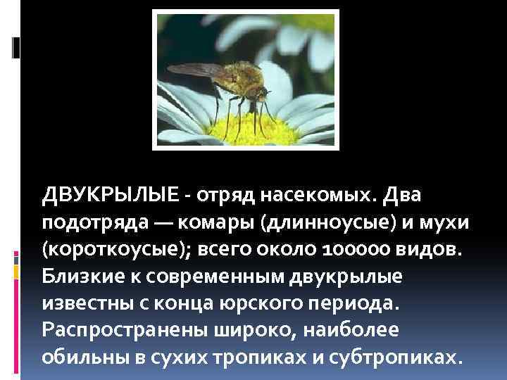 ДВУКРЫЛЫЕ - отряд насекомых. Два подотряда — комары (длинноусые) и мухи (короткоусые); всего около