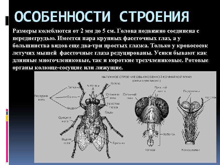 ОСОБЕННОСТИ СТРОЕНИЯ Размеры колеблются от 2 мм до 5 см. Голова подвижно соединена с