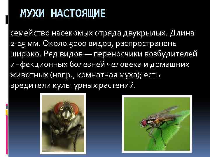 МУХИ НАСТОЯЩИЕ семейство насекомых отряда двукрылых. Длина 2 -15 мм. Около 5000 видов, распространены