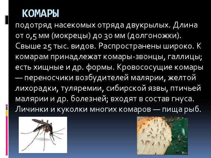 КОМАРЫ подотряд насекомых отряда двукрылых. Длина от 0, 5 мм (мокрецы) до 30 мм