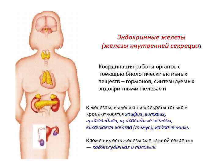Эндокринные железы (железы внутренней секреции) Координация работы органов с помощью биологически активных веществ –