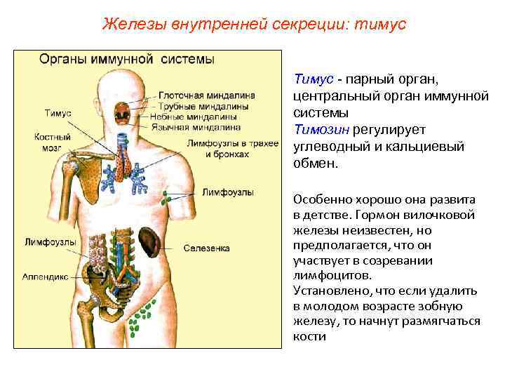 Железы внутренней секреции: тимус Тимус - парный орган, центральный орган иммунной системы Тимозин регулирует