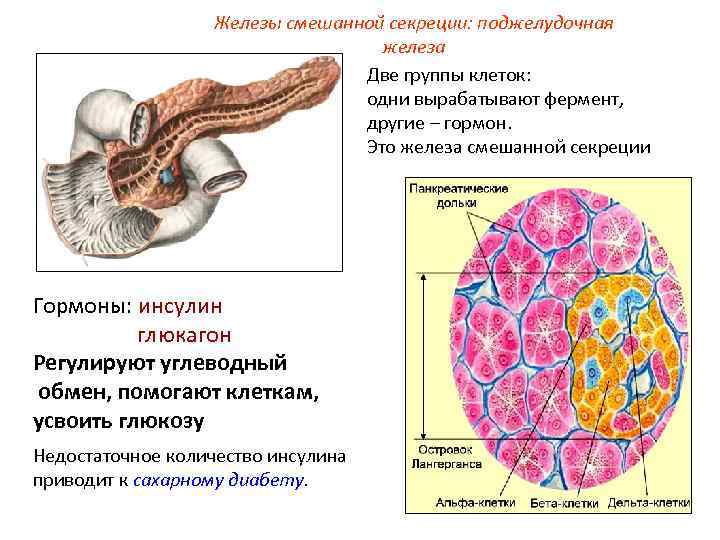 Железы смешанной секреции: поджелудочная железа Две группы клеток: одни вырабатывают фермент, другие – гормон.
