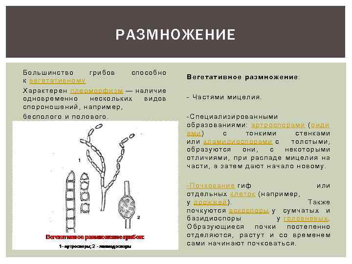 Как размножаются грибы