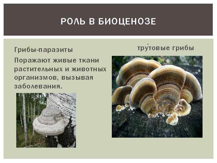 Паразитические грибы заболевания