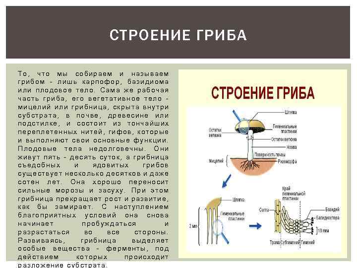 Грибы выполняют функцию. Грибы строение и функции. Грибница строение и функции. Мицелий грибов строение и функции. Мицелий грибов функции.