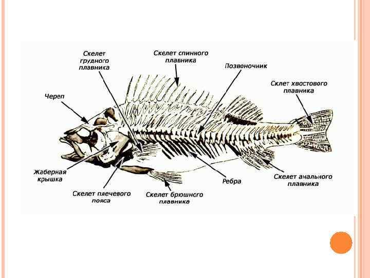 В позвоночнике костных рыб имеются отделы. Опорно двигательная система рыб скелет головы. Строение скелета хрящевых рыб. Хрящевые рыбы внутреннее строение скелета. Строение скелета костистых рыб.