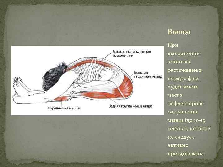 Вывод При выполнении асаны на растяжение в первую фазу будет иметь место рефлекторное сокращение