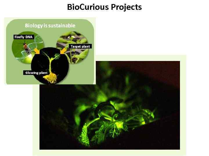 Bio. Curious Projects 