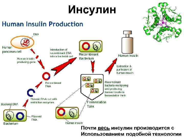 Инсулин Почти весь инсулин производится с Использованием подобной технологии 