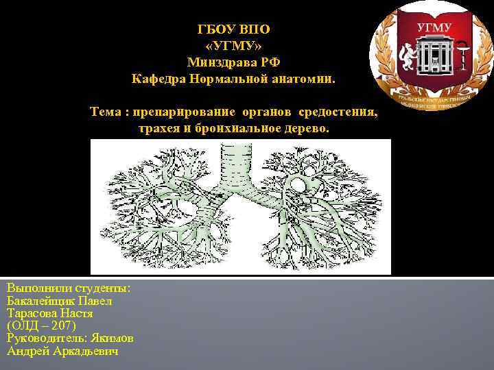 ГБОУ ВПО «УГМУ» Минздрава РФ Кафедра Нормальной анатомии. Тема : препарирование органов средостения, трахея